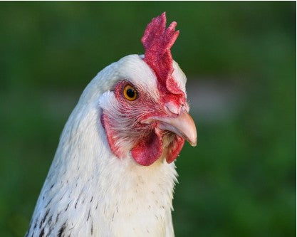 Chicken Heads